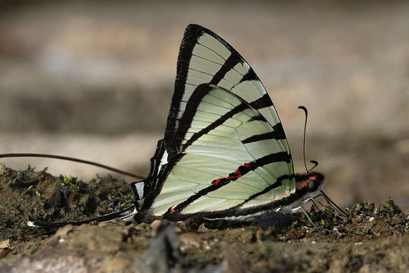 Graphium agetes-8504