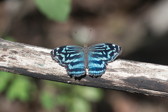 Myscelia ethusa-6402
