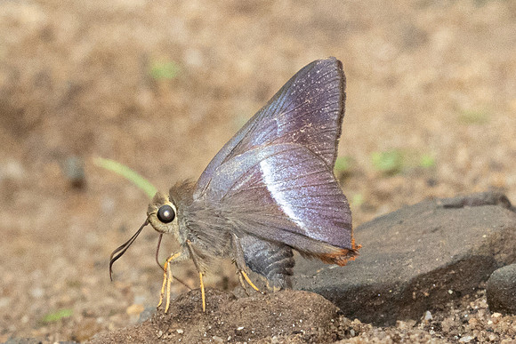 Bibasis sena-2882 - Chiang Dao - 19/03/24