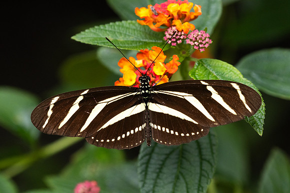 Heliconius charithonia-5896