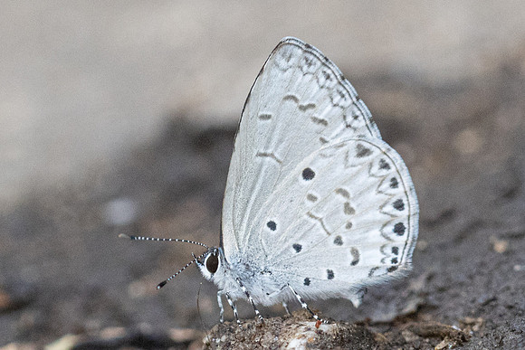 Celastrina lavendularis-6049 - Doi - Suthep - 26/03/24