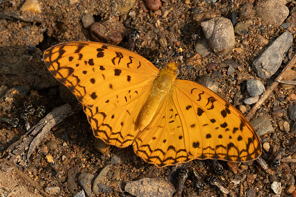 Phalanta phalantha-1509 - Chiang Dao - 18/03/25