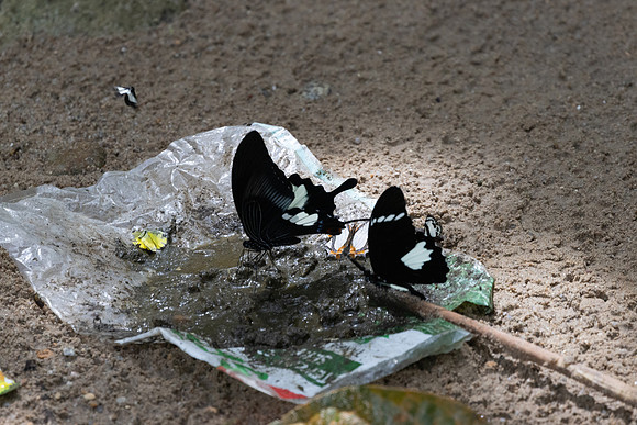 Papilio iswara-0222