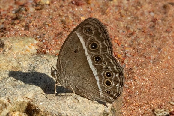 Mycalesis perseoides-9611 - Gopeng - 13/03/25