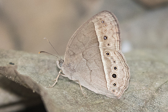 Mycalesis mineus id?-3690 - Chiang Rai - 20/11/23