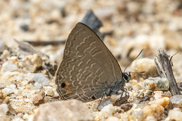 Anthene emolus-9441