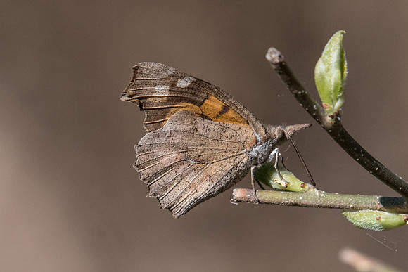 Libythea celtis-8074