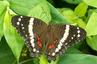 Anartia fatima-2164
