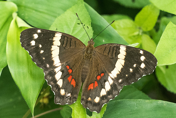 Anartia fatima-2164