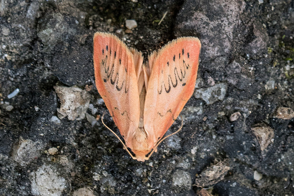 Miltochrista miniata -7003 - Lyons la Forêt - 14/08/22