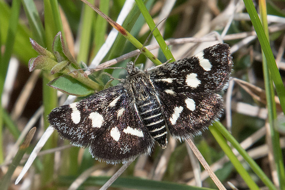 Eurrhypis pollinalis (La Poudrée) - Fontainebleau