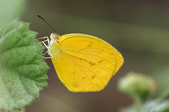 Pyrisitia proterpia-2514  - Barichara - 9/06/24