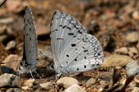 Acytolepis puspa-1162