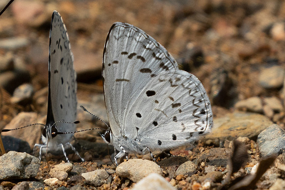 Acytolepis puspa-1162