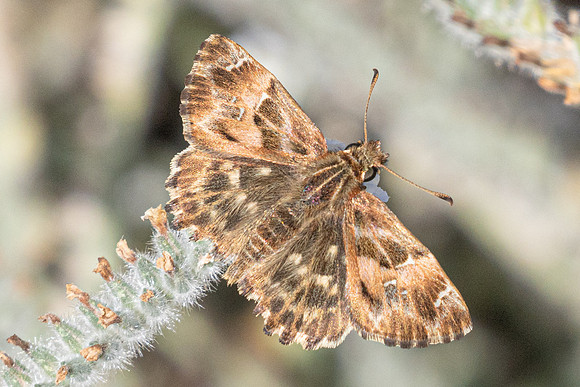 Carcharodus alceae-0542- Antalya, Termessos - 16/09/24