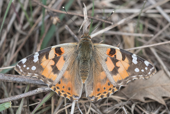 Vanessa cardui-2703