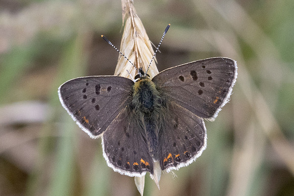 Lycaena tityrus-8880 - Fontainebleau - 4/08/24