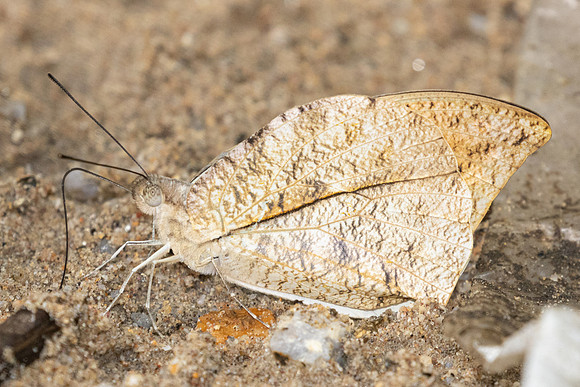 Hebomoia glaucippe-0374