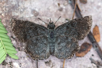 Antigonus erosus-4903