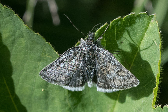 Metaxmeste phrygialis-4726