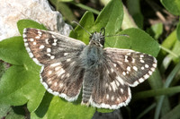 Pyrgus armoricanus-7008