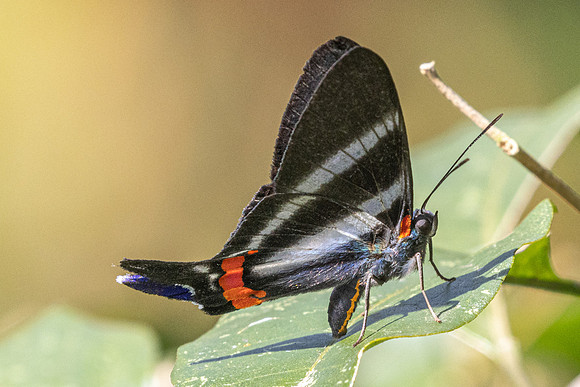 Rhetus periander-6523 - Salento - 17/06/24