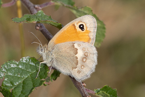 Coenonympha pamphilus-8718