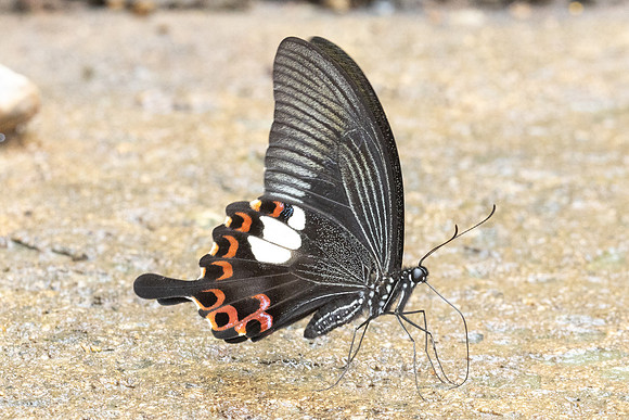 Papilio helenus-3529 - Chiang Dao - 19/03/24