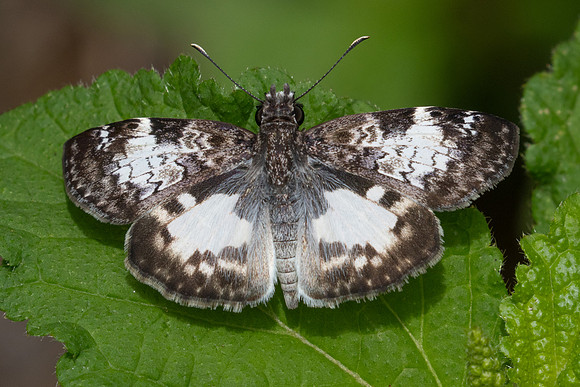 Chiomara asychis-3217