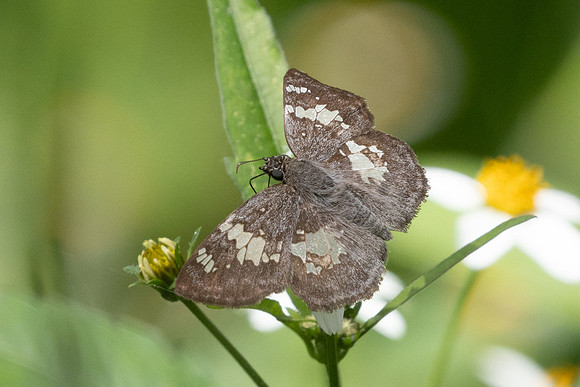 Xenophanes tryxus-5287
