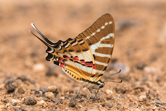 Graphium nomius swinhoei-5076 - Chiang Dao  - 12/03/23