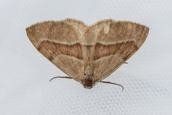 Hylaea fasciaria - 2298 - Entraunes