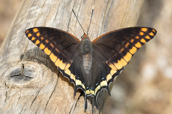 Charaxes jasius-8858- Le Beausset - 5/06/25