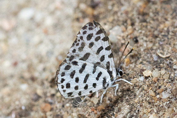 Taraka hamada mendesia-6407