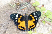Sephisa chandra-4316