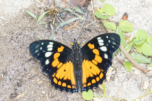 Sephisa chandra-4316