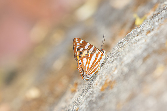 Dodona egeon-4416 - Doi Inthanon - 24/03/25