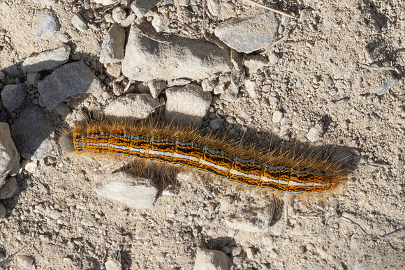 Chenille Malacosoma neustria L.-1468