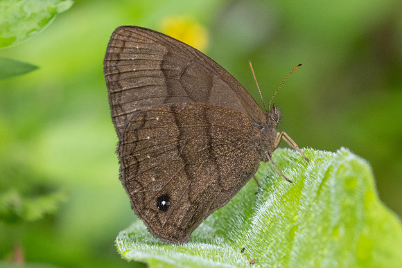 Forsterinaria neonympha-5395