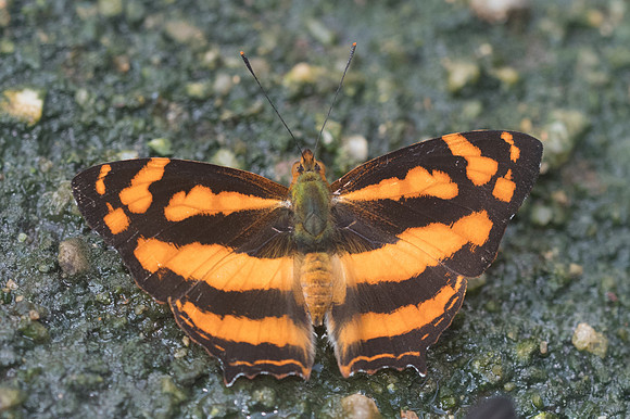 Symbrenthia lilaea lilaea-1461 - - Chiang Dao - 14/11/23