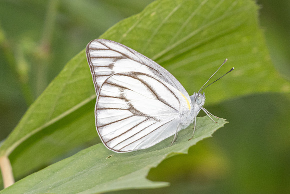 Appias libythea-0850