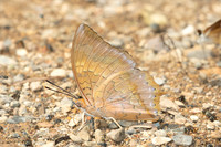 Charaxes bernardus-1081 - Chiang Dao - 17/03/25