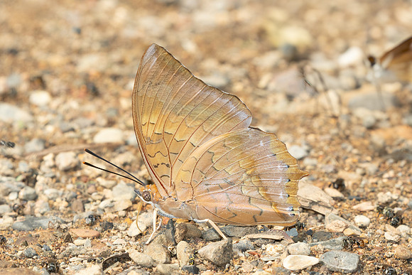 Charaxes bernardus-1081 - Chiang Dao - 17/03/25