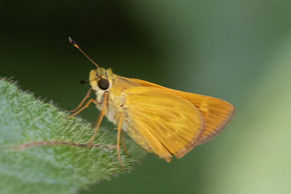 Polites otho-0755