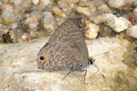 Anthene lycaenina-0055