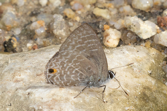 Anthene lycaenina-0055