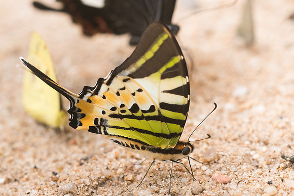 Graphium antiphates nebulosus-4940- Chiang Dao  - 12/03/23