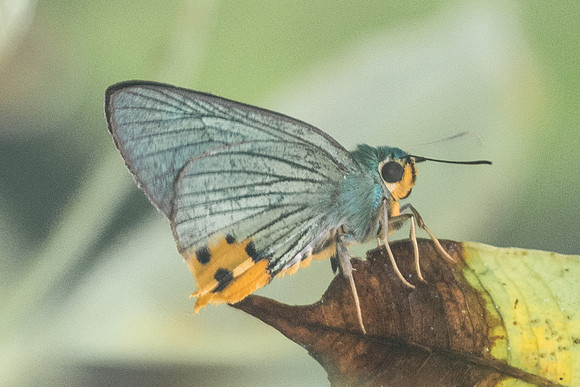 Choaspes furcatus -2233  - Chiang Dao - 17/11/23