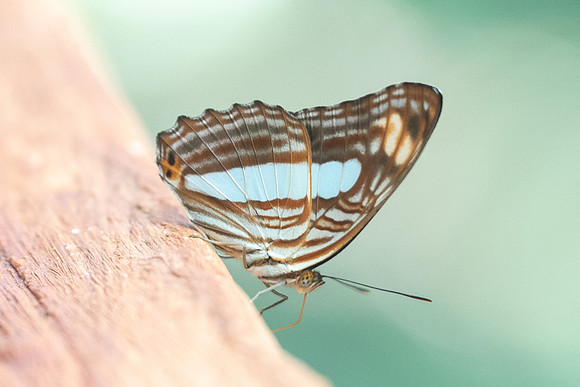 Adelpha iphiclus-9835 - Rio Claro - 10/05/19