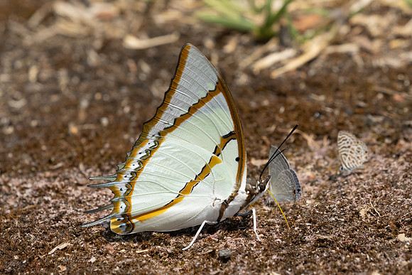 Polyura dolon-3633